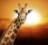 Жираф на фоне заката